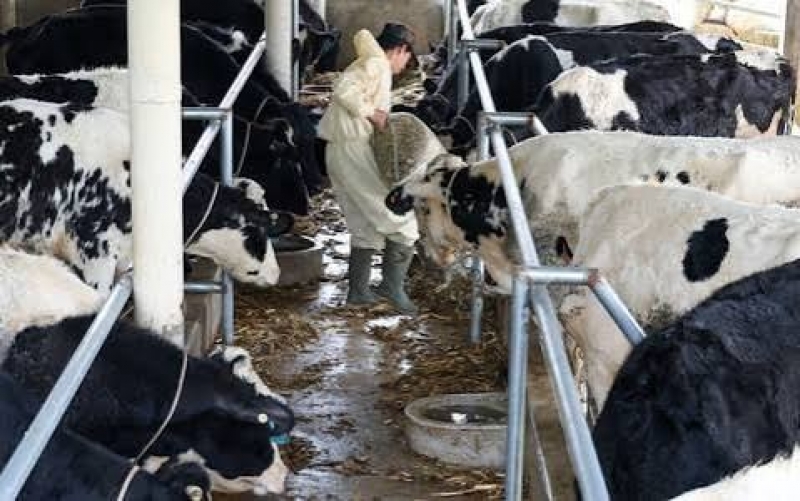 Tuyển Nữ Chăn Nu&ocirc;i B&ograve; Sữa Tại Hokkaido - Miễn Ph&iacute; Nh&agrave; Ở