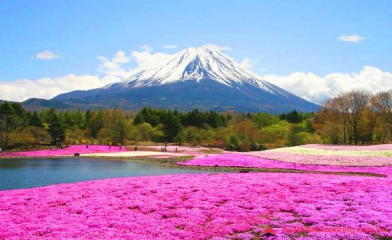 THÔNG BÁO TUYỂN KỸ SƯ THÚ Y LÀM VIỆC TẠI HOKKAIDO NHẬT BẢN