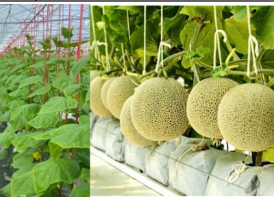 THÔNG BÁO TUYỂN TTS LÀM VIỆC TẠI NHẬT - TRỒNG VÀ THU HOẠCH DƯA LƯỚI PV 26/8/2024